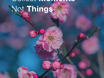 Pink Plum Flower graphic design photography poster design typography