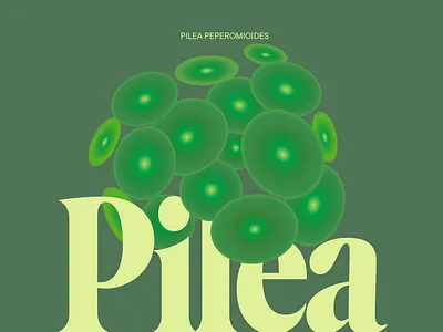 pilea