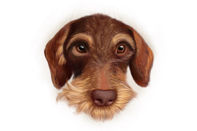 Cody dachshund digital digital drawing doe drawing illustration portet procreate
