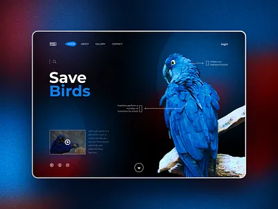 Save Birds bird website blue website clean noise background parrot ui ux website