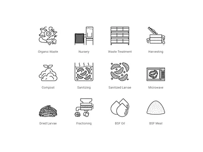 Black Soldier Fly Larvae Illustration biowaste black business detail icon illustration infographic insect larvae line minimalism minimalist recyling research solution sustainable