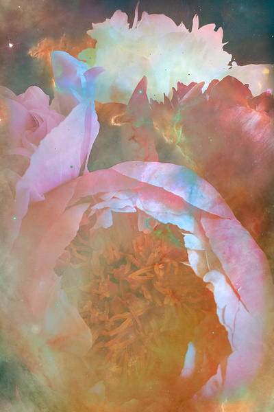 Bloom design digital photography graphic design illustration mixed media