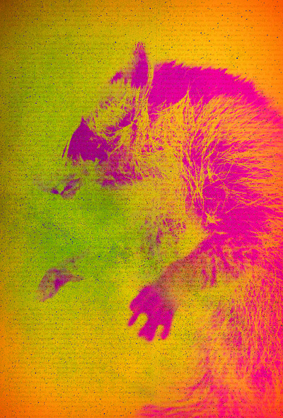 Le Raton Laveur design digital collage digital photography graphic design illustration mixed media