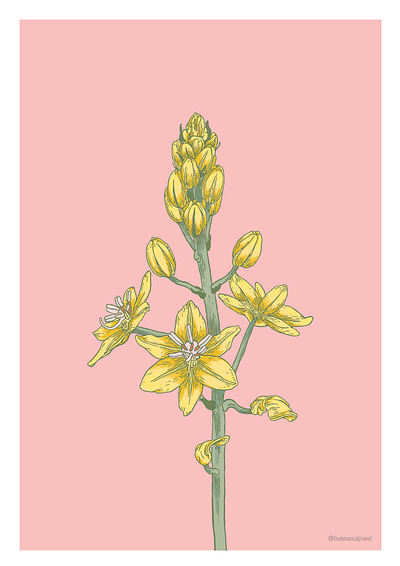 Botanical illustration - Australian native Bulbine bulbosa botanical illustration vector