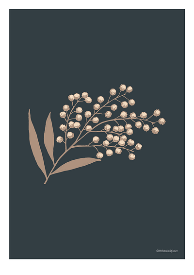 Bronze Wattle botanical illustration vector