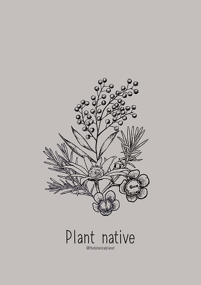 Botanical illustration botanical illustration vector