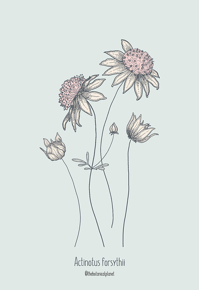 Australian Native Flannel Flowers botanical design illustration vector