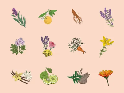 Sia Bella Skincare- Hand Drawn Illustration Set beauty product brandidentity branding custom illustration design graphic design hand drawn illustration illustrator label design package design packaging skincare