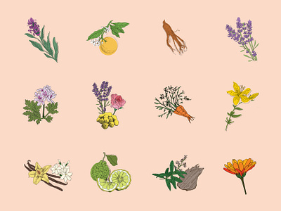 Sia Bella Skincare- Hand Drawn Illustration Set beauty product brandidentity branding custom illustration design graphic design hand drawn illustration illustrator label design package design packaging skincare