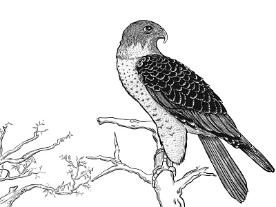Burke Mountain Animals animals branding british columbia characterdesign design digital freelance hawk illustration illustrator line drawing linework logo map rabbit vancouver vector