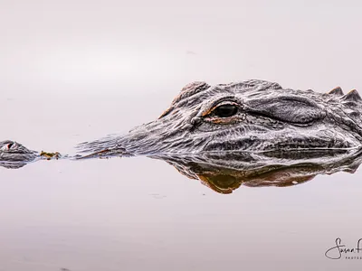 Gator Eye adventure branding design florida macro photography travel wildlife