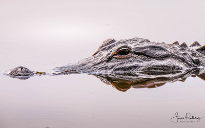 Gator Eye adventure branding design florida macro photography travel wildlife