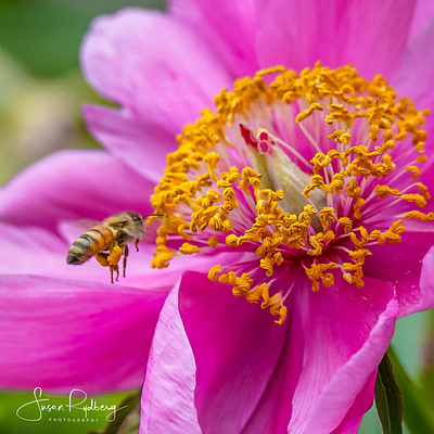 Honey Bee Hovering over Peony bee branding education honey bee insect macro photography pollination wildlife