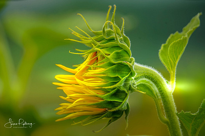 Sunflower in the Light agriculture botany branding closeup design health lighting logo macro natural nature photography sun sunflower sunlight wellness