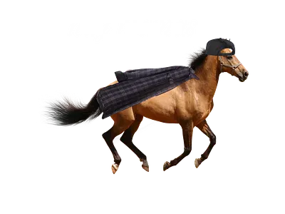 Hay Mamas 3d animation art branding design graphic design horse lesbian logo modern motion graphics nature queer