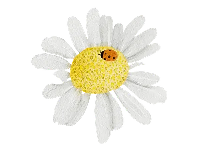 Ladybug on Daisy design handdraw illustration watercolor