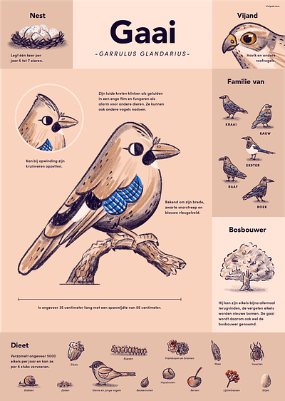 Eurasian Jay bird bird family data eurasian jay garden birds illustration infographic jay poster procreate