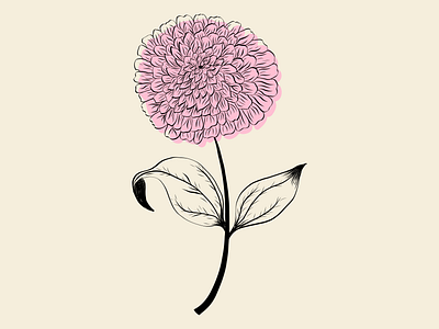 Zinnia Flower floral and fauna flower drawing society6 shop zinnia flower