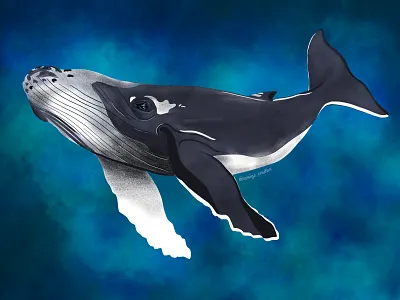Whale illustration animals digital art digital illustration illustration illustration art illustrations illustrator marine life ocean oceans procreate procreate art procreate illustration sea life whale illustration whales