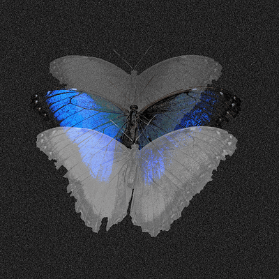 Butterfly delusion black blue butterly graphic design photoshop