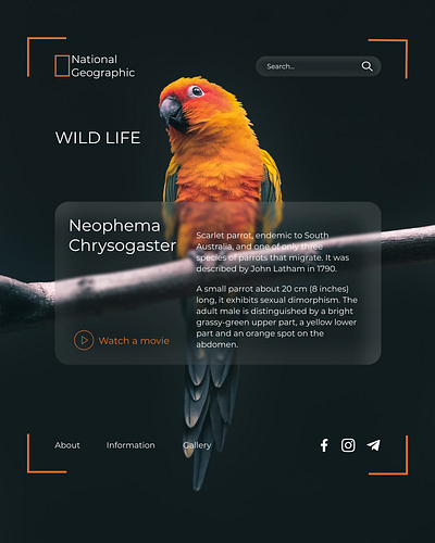 National Geographic A PARROT design graphic design ui ux