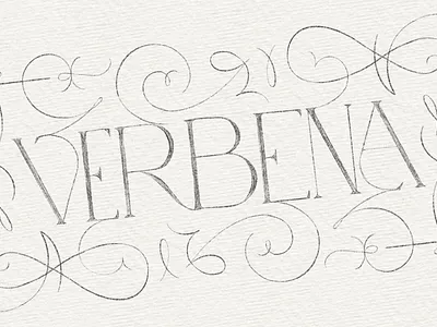 Verbena branding graphic design illustration logo sketch