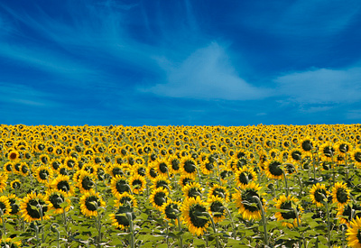 Flag of Ukraine field growing sunflower symbolic ua