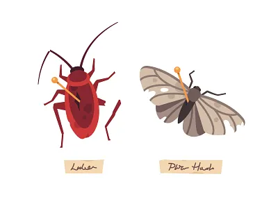 Insects cockroach design flat illustration insect moth vector