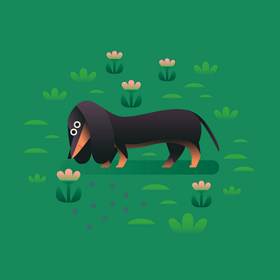 Sausage Dog dog nature sausage sausage dog