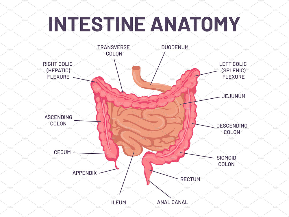 intestine-anatomy-human-body-by-ksana-g-on-dribbble