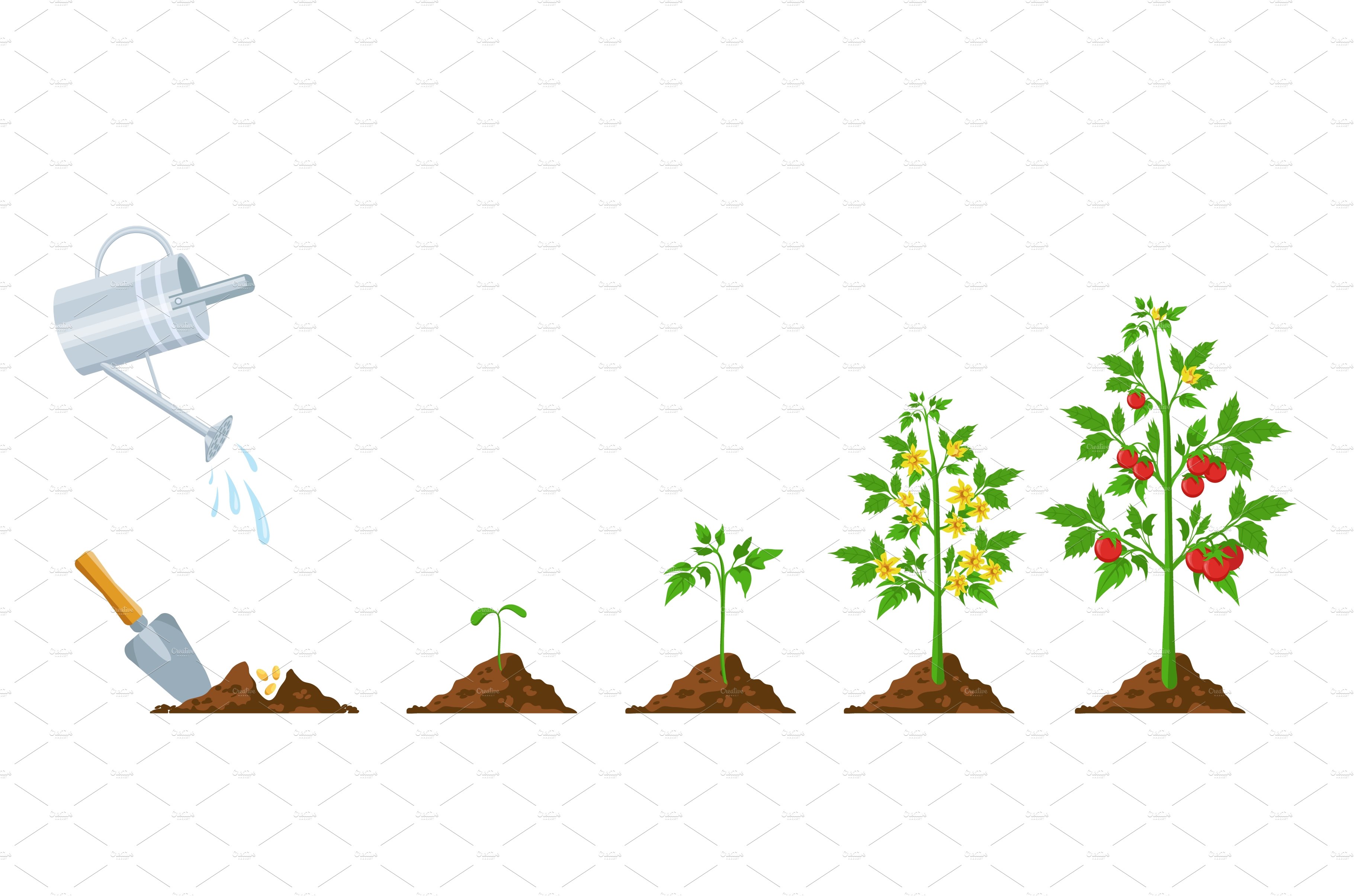 tomato-growth-stages-of-plant-by-ksana-g-on-dribbble