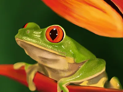 Rainforest Frog animals clip studio clip studio pro digital art forest frog ill illustration illustrator sketch vector