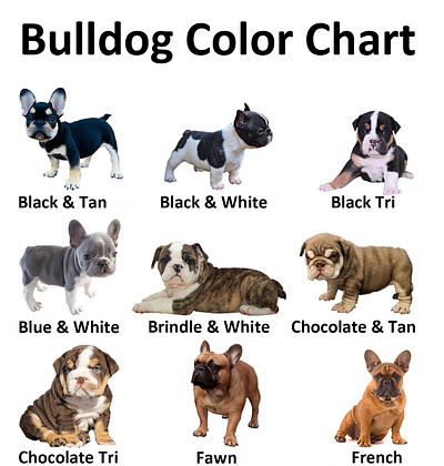 Bulldog Color Chart bulldog bulldog color dog chart dogs justchartit pets