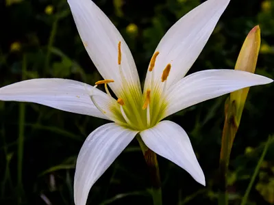 Atamasco Rain-Lily design graphic design illustration