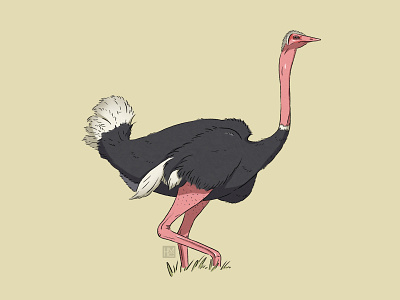 Common ostrich animal biodiversity bird illustration