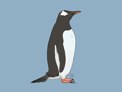 Gentoo penguin animal biodiversity bird illustration