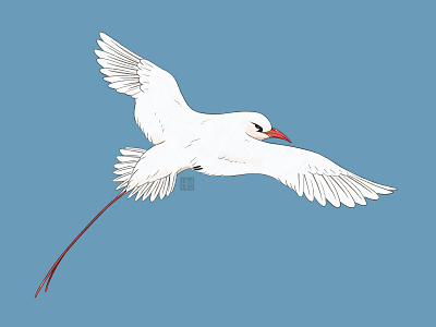 Red-tailed tropicbird animal biodiversity bird illustration