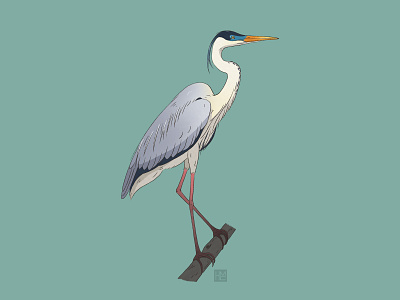 Cocoi heron animal biodiversity bird illustration