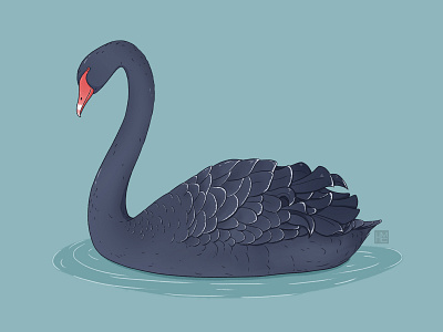 Black swan animal biodiversity bird illustration