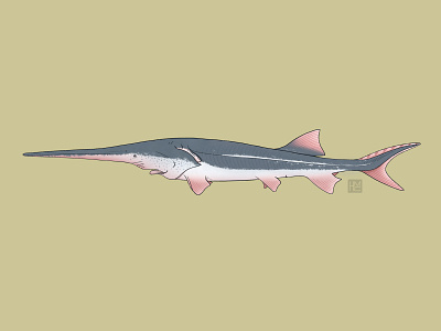 Chinese paddlefish animal biodiversity extinct fish illustration