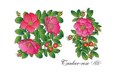 Rose hip vector illustration briar brier canker rose canker rose drawing dog rose eglantine floral art floral clipart floral drawing floral illustration flowers graphic design labels design packaging design pink roses rose hip rose illustration rosehip vector floral illustration vector illustrations