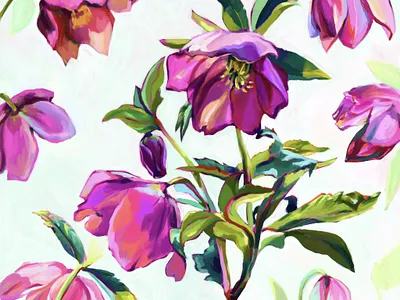 Hellebore Study adobe fresco bloom botanical botanical illustration botany bright digital painting flora floral flower flowers garden hellebore illustration lenten rose pink surface design