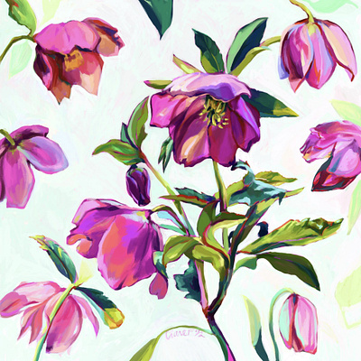 Hellebore Study adobe fresco bloom botanical botanical illustration botany bright digital painting flora floral flower flowers garden hellebore illustration lenten rose pink surface design