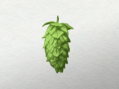 Hop Vector Illustration beer hop illustration illustrator texture vector