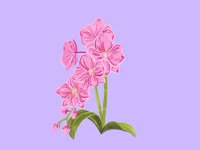 Orchid design floral flower houseplant illustration illustrator indoor plant orchid pink plants procreate purple