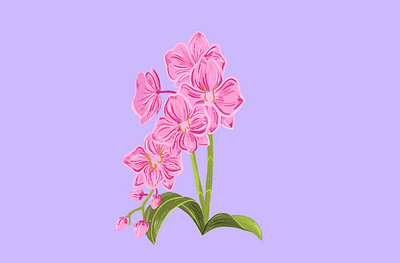 Orchid design floral flower houseplant illustration illustrator indoor plant orchid pink plants procreate purple
