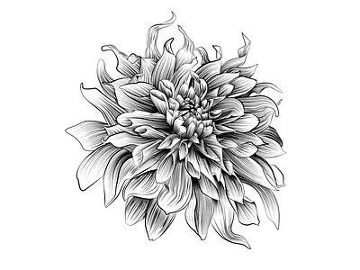 Dahlia art design graphic design illustration