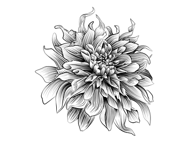 Dahlia art design graphic design illustration