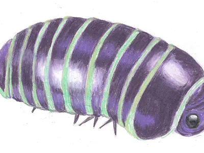 Eighth Star Stheen illustration