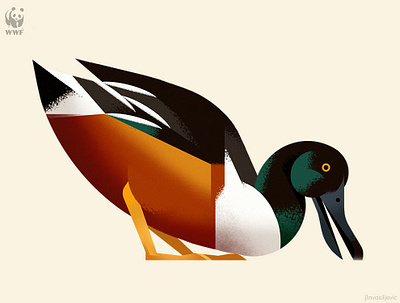 Shoveler Duck animal bird design drawing duck illustration minimal nature photoshop vector